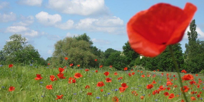 Klatschmohn und Kornblumen in einem Getreidefeld