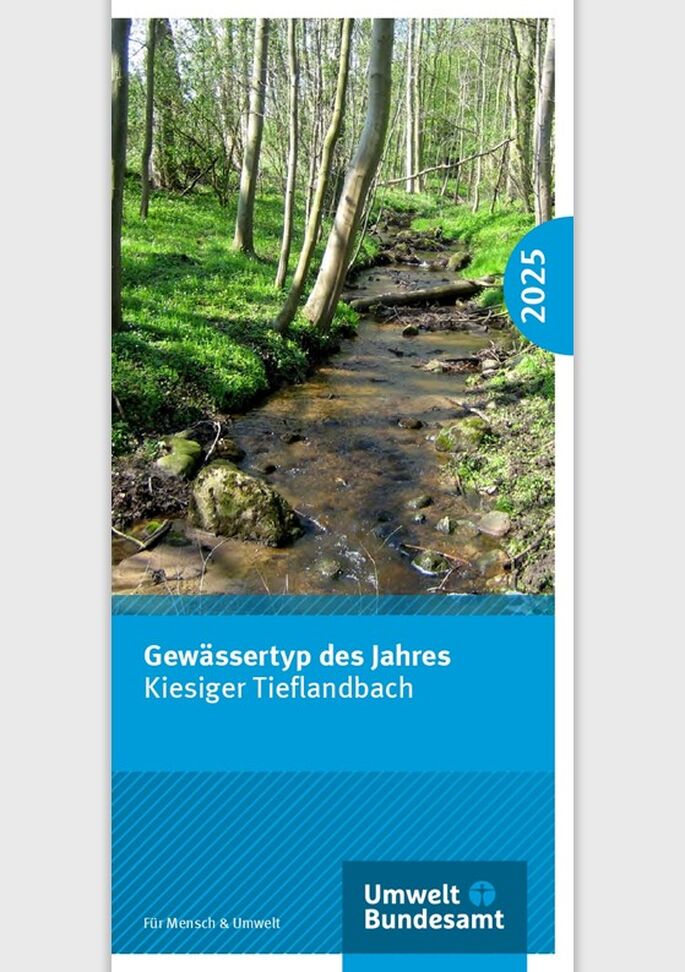 kleiner Bach fließt durch einen Wald