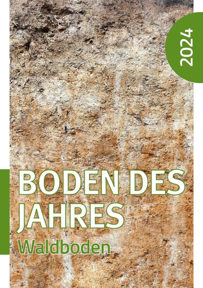 Wald, darunter Waldbodenprofil