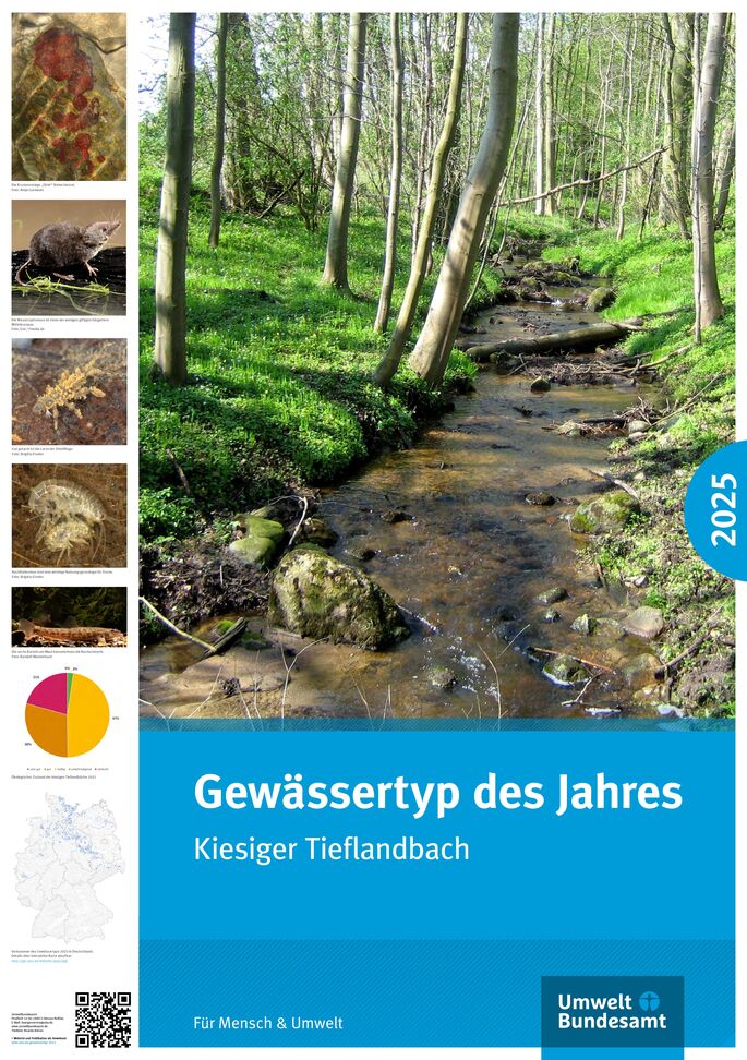 kleiner Bach fließt durch einen Wald