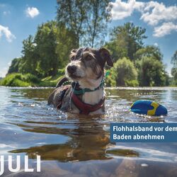 Foto von Hund mit Spielzeug im Gewässer badend, darüber Text: Flohhalsband vor dem Baden abnehmen