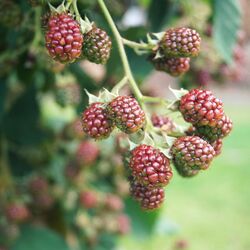 Unreife Brombeeren am Strauch