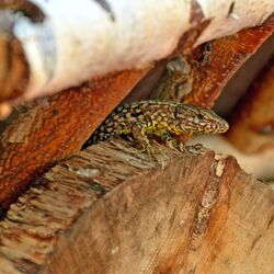 Eidechse zwischen Holz