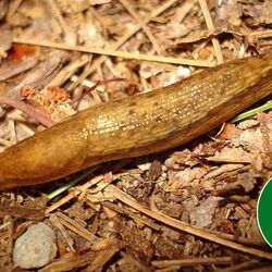 Eine Gelbstreifige Wegschnecke (Arion fasciatus)