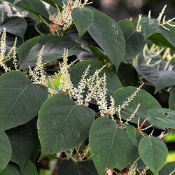 Pflanze mit runden Blättern und weißen länglichen Blüten