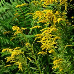 Grüne Pflanze mit gelben Blüten