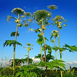 Blick auf Pflanze Riesenbärenklau von unten, blauer Himmel m Hintergrund