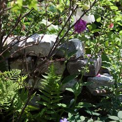 ein naturbelassener Garten mit Steinen