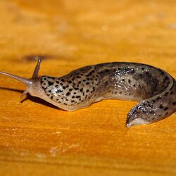 Schnecke Tigerschnegel
