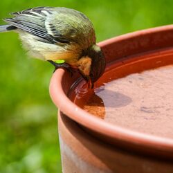 Vogel trinkt Wasser aus einer Schale