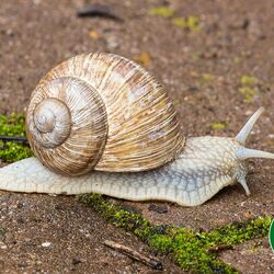 Weinbergschnecke mit Schneckenhaus