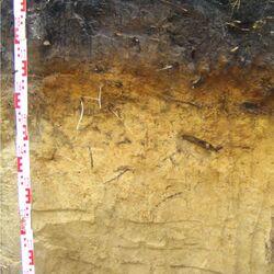 Bodenprofil Normpodsol