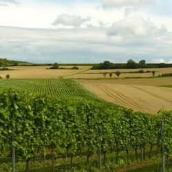 Foto der Landschaft in Klein-Umstadt mit Wein- und Ackerbau