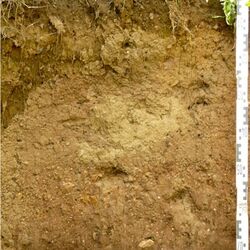 Foto des Lehrpfadprofils: Ein aufgeschütetter Boden