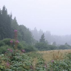 Foto des Standortes Ederbruch auf dem Bodenlehrpfad Forsthaus Hohenroth
