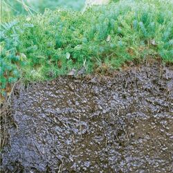 Foto eines Moorbodens