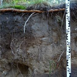 Foto einer Podsol-Braunerde