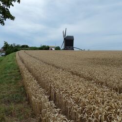 Foto der Lanschaft um Hildesheim
