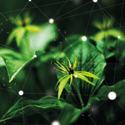 Bild von einer Pflanze