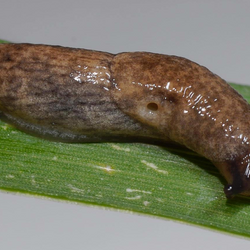 Eine Genetzte Ackerschnecke (Deroceras reticulatum) auf einem Blatt