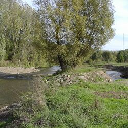 Foto: Ahr mit deutlich verlagertem Gewässerbett. Die vormals am Ufer stehende Weide befindet sich jetzt auf einer Insel, die von der Ahr umspült wird.