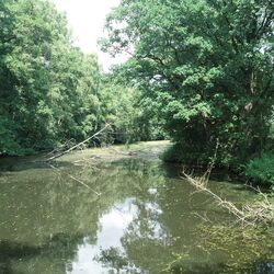 Foto: Ein reaktivierter Altarm der Hase bei Haselünne-Eltern. Beidseitig findet sich entlang der Ufer üppige Vegetation aus Gehölzen, Büschen und Sträuchern.