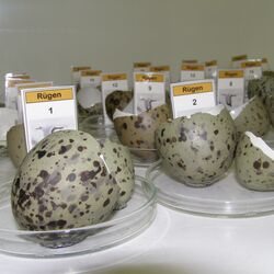 Storage of herring gull egg shells at the University of Trier