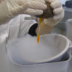 Processing of a egg sample at the University of Trier