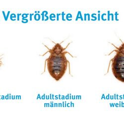 Bettwanzen in verschiedenen Stadien