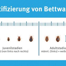 Bettwanzen in verschiedenen Entwicklungsstadien