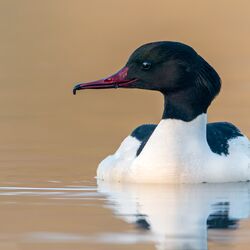 Foto des Gänsesägers
