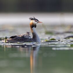 Ein Foto eines Haubentauchers, der sein Küken auf dem Rücken trägt