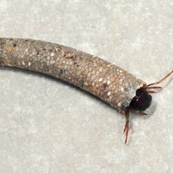 Bild einer Köcherfliegenlarve