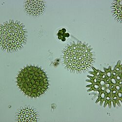 Mikroskopaufnahme der Grünalge