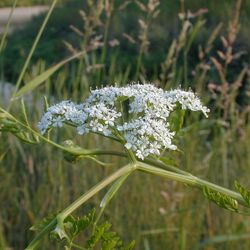 Foto des Schielingswasserfenchels