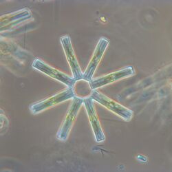 Eine Mikroskopaufnahme der Kieselalge Tabellaria flocculosa