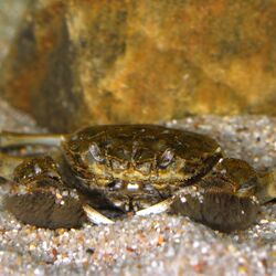 Foto der Chinesichen Wollhandkrabbe