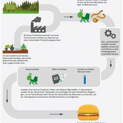 Diagramm Herstellungsverfahren essbarer Insekten