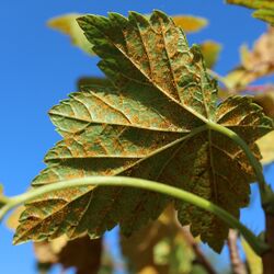 Unterseite eines mit Säulenrost befallenen Johannisbeerblatts.
