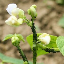 Bohnentrieb mit weißen Blüten und starkem Befall durch die Schwarze Bohnenblattlaus.
