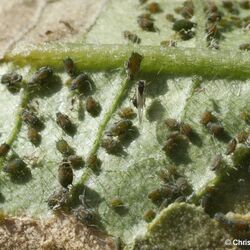 Unterseite eines Gurkenblatts mit zahlreichen Gurkenblattläusen