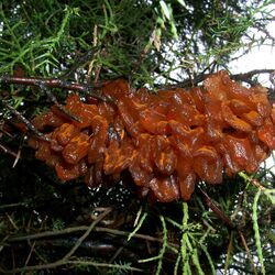 Aufgequollene Sporenlager an Wacholder.