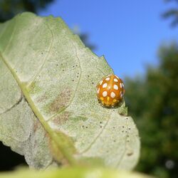 Marienkäfer auf einem von Mehltau befallenen Blatt der Gemeinen Esche.