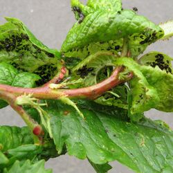 Triebspitze mit schwarzen Kirschblattläusen