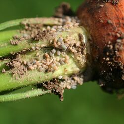 Wurzelhals einer Mohrrübe mit Befall durch die Möhrenwurzellaus.