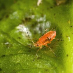 Großaufnahme einer Grünen Salatblattlaus (Nasonovia ribisnigri)