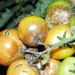 Tomatenrispe mit Kraut- und Braunfäule