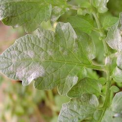 Tomatenblatt mit den Symptomen des Echten Mehltaus