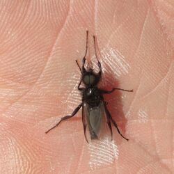 Erwachsene Gartenhaarmücke 