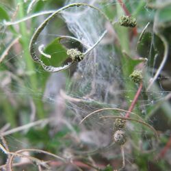 Gespinst des Buchsbaumzünslers